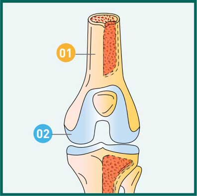Structure osseuse du genou - Dr Mylle, chirurgie orthopédiste à Paris