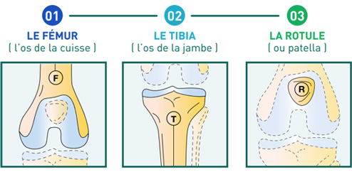 Les 3 os du genou - Dr Mylle, chirurgien orthopédiste à Paris